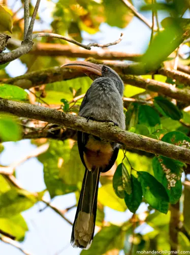 Malabar Grey Hornbill at Thattekad Bird Sanctuary| Kerala | India